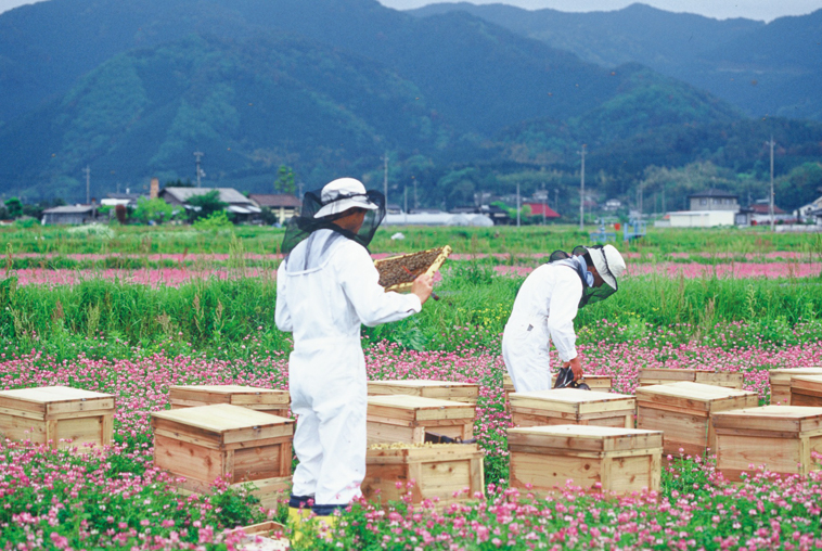 養蜂